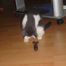 Huskat MILLE forsvundet