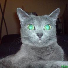 Russian Blue Linka. Ikke længere min:(