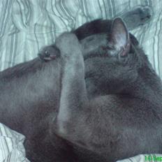 Russian Blue Linka. Ikke længere min:(