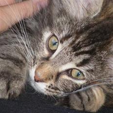 Norsk Skovkat Charla Cats Tigra