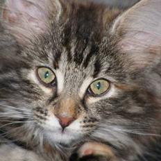 Norsk Skovkat Charla Cats Tigra