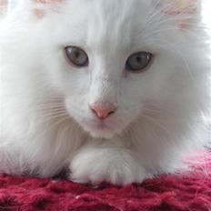 Norsk Skovkat Charla Cats Kridt