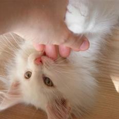 Norsk Skovkat Charla Cats Kridt