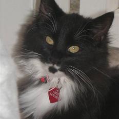 Blanding af racer Miss Malibu