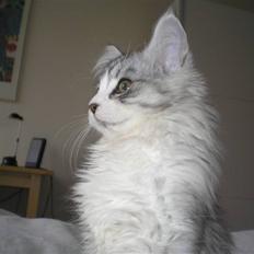 Maine Coon Marla