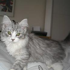 Maine Coon Marla