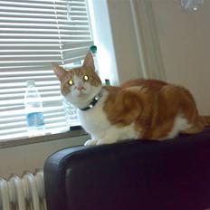 Blanding af racer Ærle Perle pif paf puf 