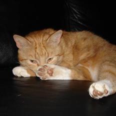 Blanding af racer Svip"R.I.P."