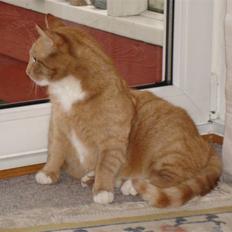 Blanding af racer Svip"R.I.P."