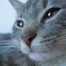 Huskat Skipper Ronson