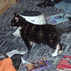 Blanding af racer Mille