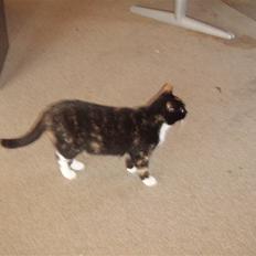 Blanding af racer Mille