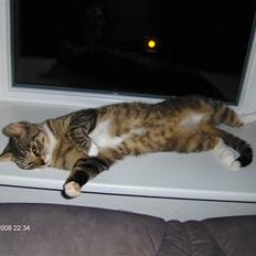 Blanding af racer Speedy