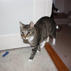 Blanding af racer Speedy