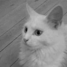 Maine Coon Freya