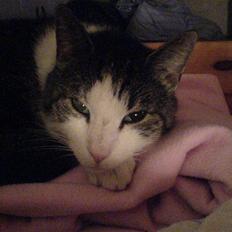 Blanding af racer Mao