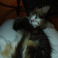 Blanding af racer Chanelle