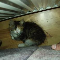 Blanding af racer Chanelle