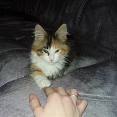 Blanding af racer Chanelle