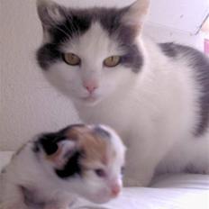 Blanding af racer Grace