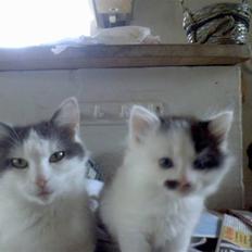 Blanding af racer Grace