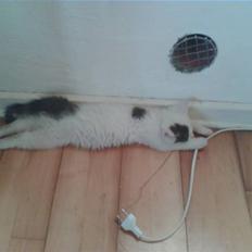 Blanding af racer graby