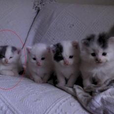 Blanding af racer graby