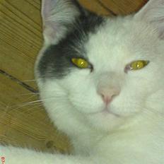 Blanding af racer graby