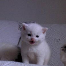 Blanding af racer GRUBIE