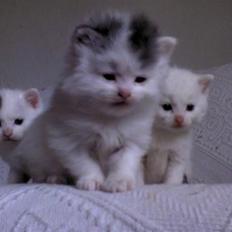 Blanding af racer GRUBIE