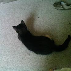 Huskat Josephine (Nyt hjem)