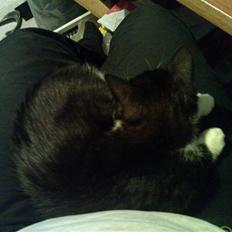 Huskat Josephine (Nyt hjem)