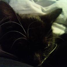 Huskat Josephine (Nyt hjem)