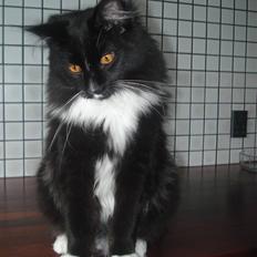 Maine Coon R.I. P min lille dreng,  Mega Good-Will " Willow"