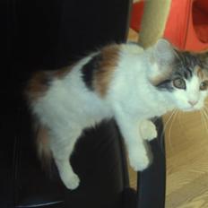Maine Coon hope´s perle