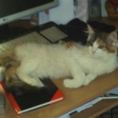 Maine Coon hope´s perle