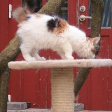 Maine Coon hope´s perle
