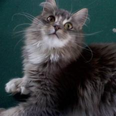 Maine Coon Emmy - flyttet