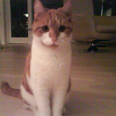 Blanding af racer Cosmo (DØD)