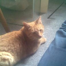 Huskat pandora løbet væk