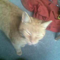 Huskat pandora løbet væk