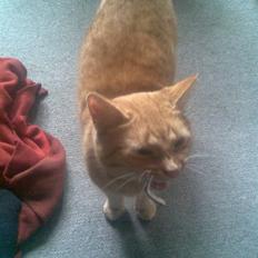 Huskat pandora løbet væk