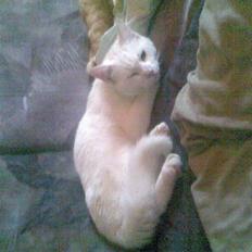 Huskat svend R:I:P 2006*    +