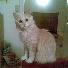 Blanding af racer pjuske R.I.P min elskede 