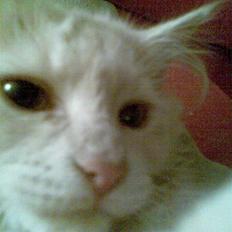 Blanding af racer pjuske R.I.P min elskede 