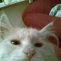 Blanding af racer pjuske R.I.P min elskede 