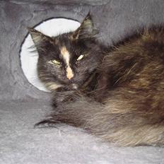 Norsk Skovkat Tukenja's Dilaia