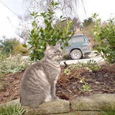 Blanding af racer spider