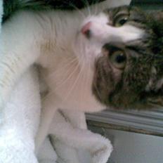 Blanding af racer Miracle