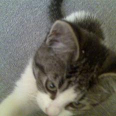 Blanding af racer Miracle